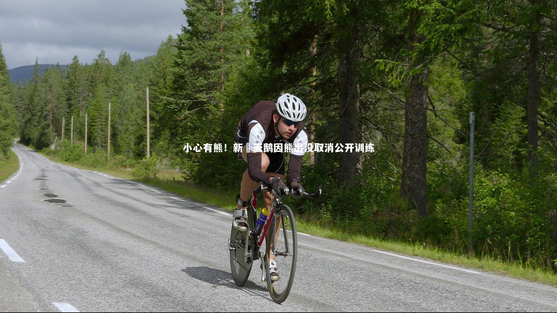 小心有熊!新潟天鹅因熊出没取消公开训练